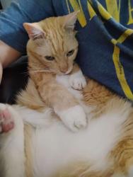 Lost Male Cat last seen Near venus st, Virginia Beach, VA 23452
