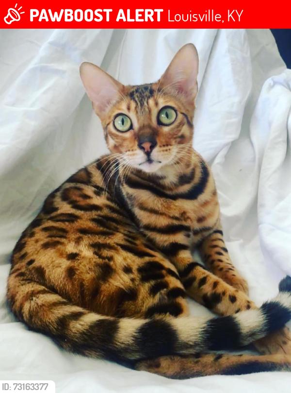 Lost Male Cat last seen Alive Avenue and Ada Lane, Louisville, KY 40220