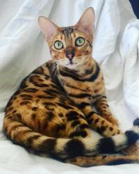 Lost Male Cat last seen Alive Avenue and Ada Lane, Louisville, KY 40220