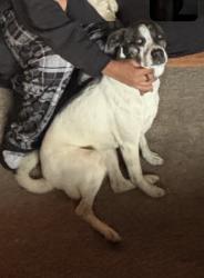 Reunited Female Dog last seen Earlier and westech, Shawnee, OK 74804