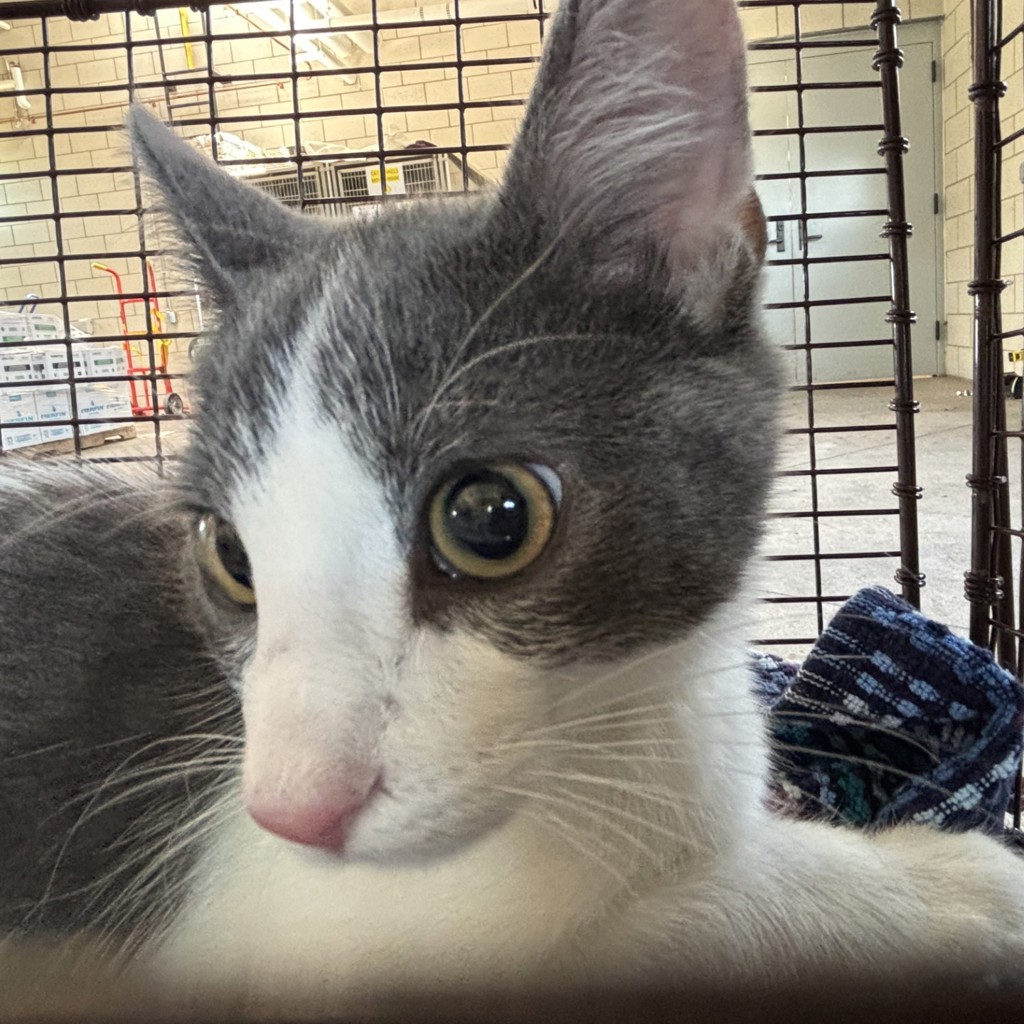 Shelter Stray Male Cat last seen Near 2nd Avenue, DES MOINES, IA, 50313, Des Moines, IA 50313