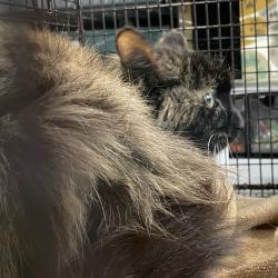 Shelter Stray Female Cat last seen Near E 25th Court, DES MOINES, IA, 50317, Des Moines, IA 50313