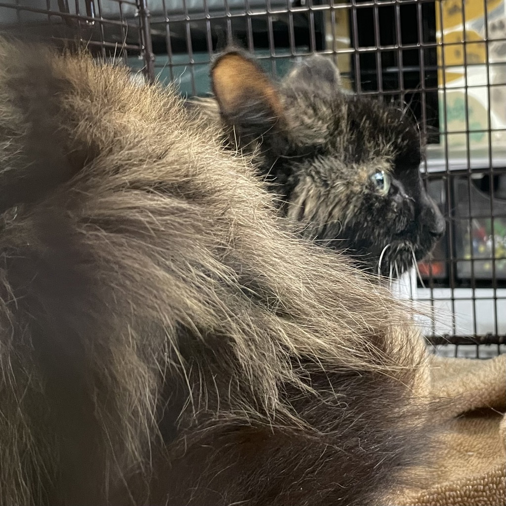Shelter Stray Female Cat last seen Near E 25th Court, DES MOINES, IA, 50317, Des Moines, IA 50313