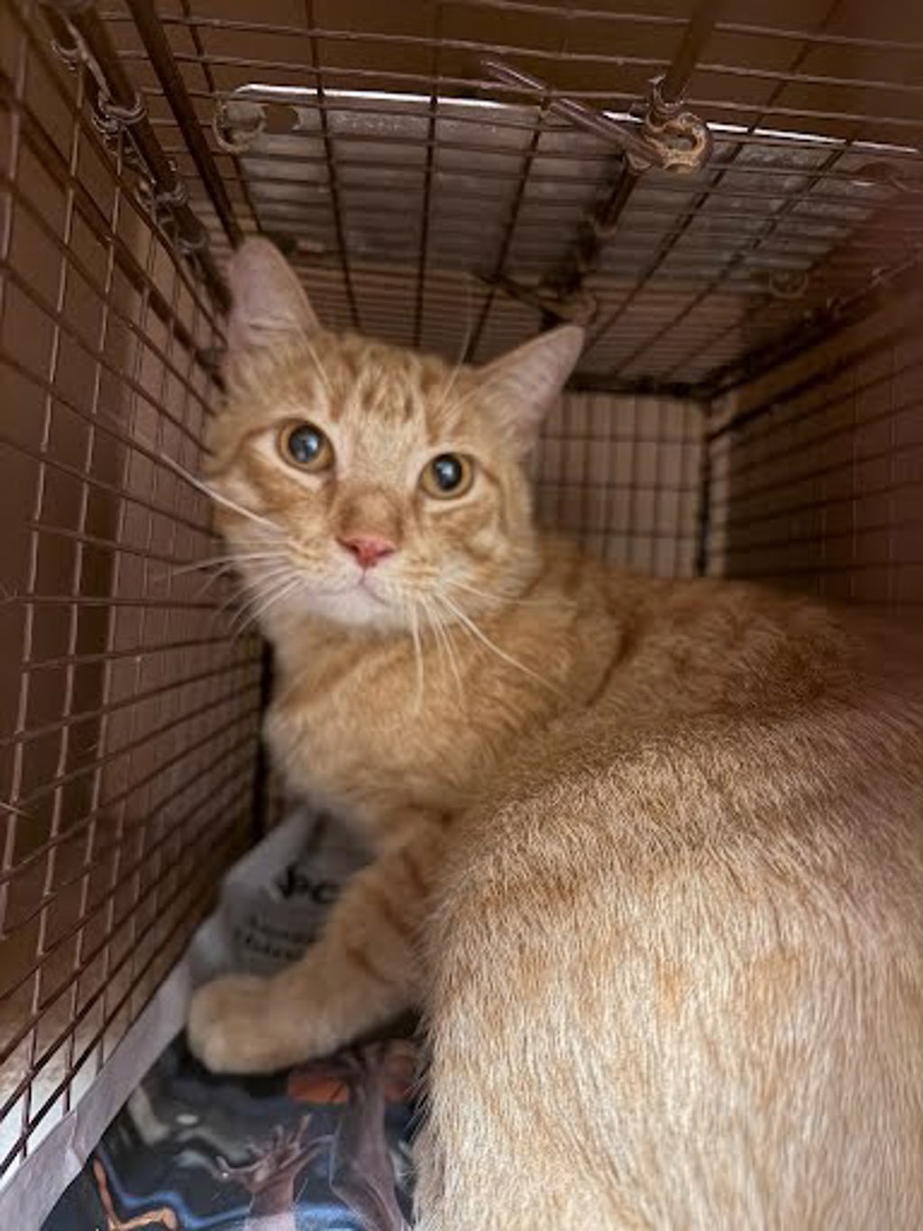 Shelter Stray Male Cat last seen Near S Pleasant Valley Road, AUSTIN, TX, 78741, 7201 Levander Loop bldg a, Austin, TX 78702, USA