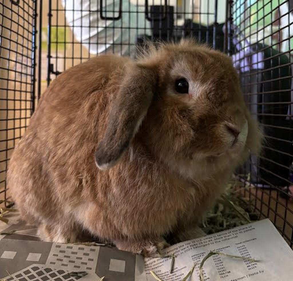 Shelter Stray Male Rabbit last seen Near Clubway Lane, AUSTIN, TX, 78745, 7201 Levander Loop bldg a, Austin, TX 78702, USA