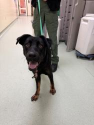Shelter Stray Male Dog last seen Bermuda Avenue near Richmond Street, CHESTER, VA, 23836, 9300 Public Works Rd, Chesterfield, VA 23832, USA