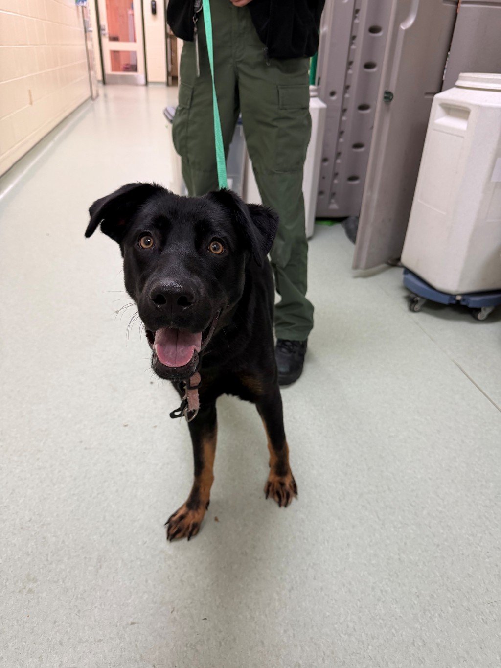 Shelter Stray Male Dog last seen Bermuda Avenue near Richmond Street, CHESTER, VA, 23836, 9300 Public Works Rd, Chesterfield, VA 23832, USA