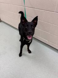 Shelter Stray Female Dog last seen Bermuda Avenue near Richmond Street, CHESTER, VA, 23836, 9300 Public Works Rd, Chesterfield, VA 23832, USA