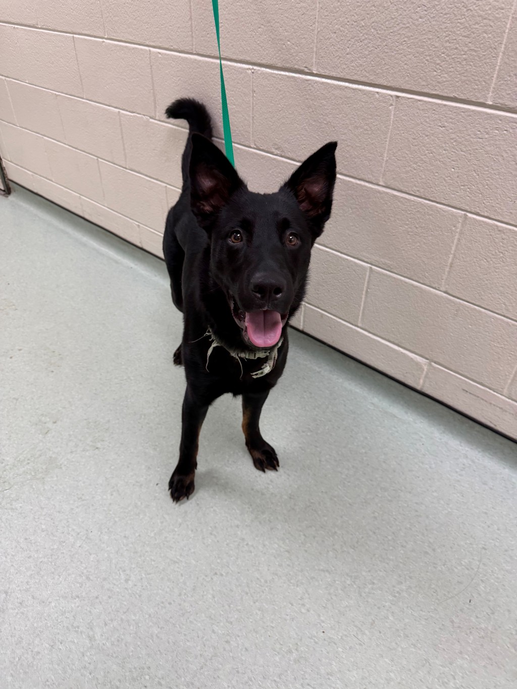 Shelter Stray Female Dog last seen Bermuda Avenue near Richmond Street, CHESTER, VA, 23836, 9300 Public Works Rd, Chesterfield, VA 23832, USA