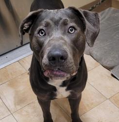 Shelter Stray Male Dog last seen NE Columbia Blvd & NE Alderwood Rd, PORTLAND, OR, 97218, 1700 W Historic Columbia River Hwy, Troutdale, OR 97060, USA