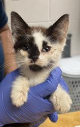 Shelter Stray Male Cat last seen Near Quarry Road, ZEBULON, NC, 27597, 820 Beacon Lake Dr, Raleigh, NC 27610, USA