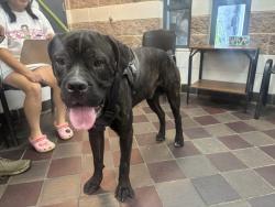 Shelter Stray Male Dog last seen Near Dean Street, BROOKLYN, NY, 11233, 326 E 110th St, New York, NY 10029, USA