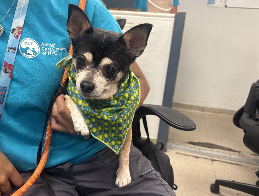 Shelter Stray Male Dog last seen 112st Park Avenue, NEW YORK, NY, 10029, 326 E 110th St, New York, NY 10029, USA