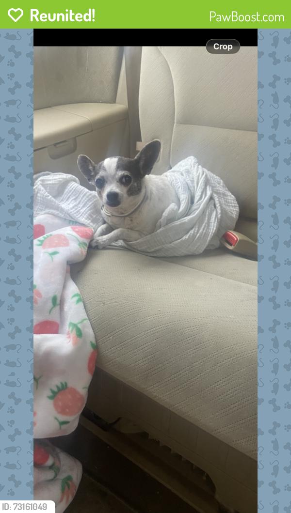 Reunited Female Dog last seen Marine and normandie, Gardena, CA 90247