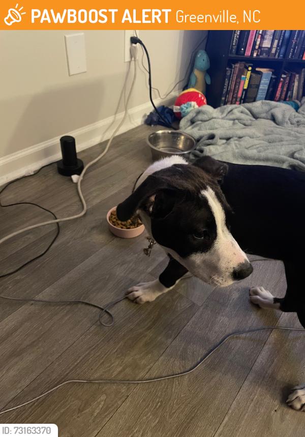Found/Stray Female Dog last seen Near 10th St, Greenville, NC 27834