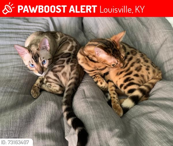 Lost Male Cat last seen Alive Avenue and Ada Lane, Louisville, KY 40220