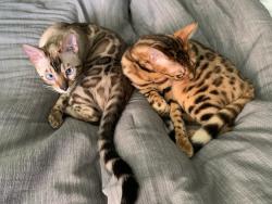 Lost Male Cat last seen Alive Avenue and Ada Lane, Louisville, KY 40220