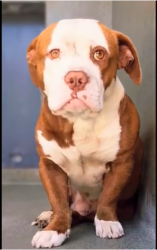 Found/Stray Male Dog last seen Near W Manville Street, Compton, CA 90220