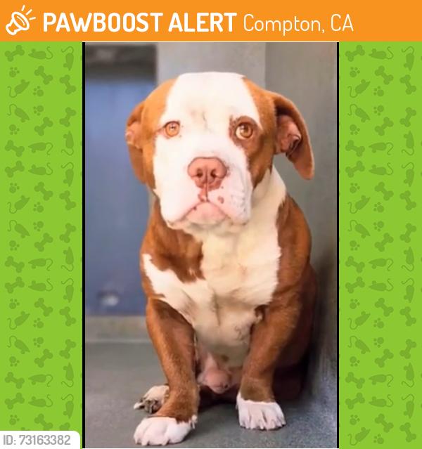 Found/Stray Male Dog last seen Near W Manville Street, Compton, CA 90220