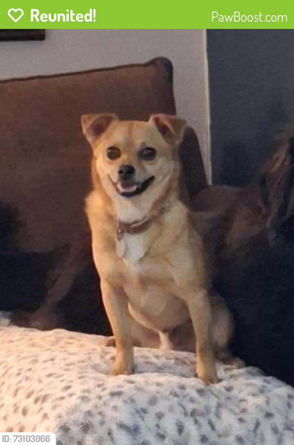 Reunited Male Dog last seen US-77, Lacy Lakeview, TX, USA, Lacy Lakeview, TX 76705