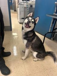 Found/Stray Female Dog last seen Arundel and Lafond, Saint Paul, MN 55103