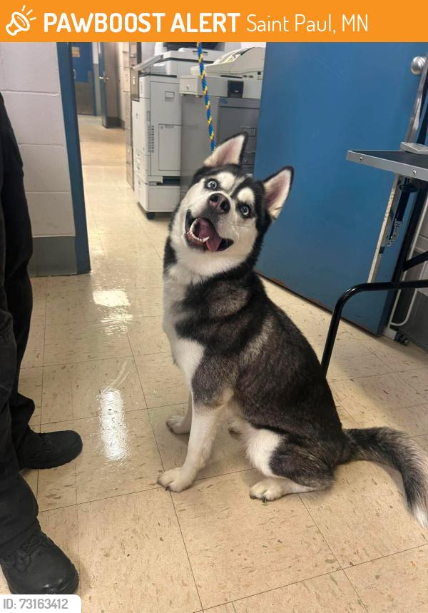 Found/Stray Female Dog last seen Arundel and Lafond, Saint Paul, MN 55103