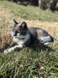 Lost Male Cat last seen Torrence chapel and bahia bay, Cornelius, NC 28031