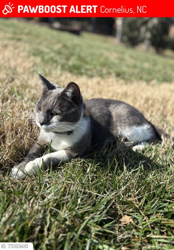 Lost Male Cat last seen Torrence chapel and bahia bay, Cornelius, NC 28031