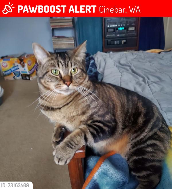 Lost Male Cat last seen Cinebar on 508 east of the post office., Cinebar, WA 98533