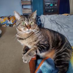 Lost Male Cat last seen Cinebar on 508 east of the post office., Cinebar, WA 98533