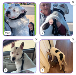 Lost Male Dog last seen Near Ave and Glendale Ave. Glendale, AZ, Glendale, AZ 85301
