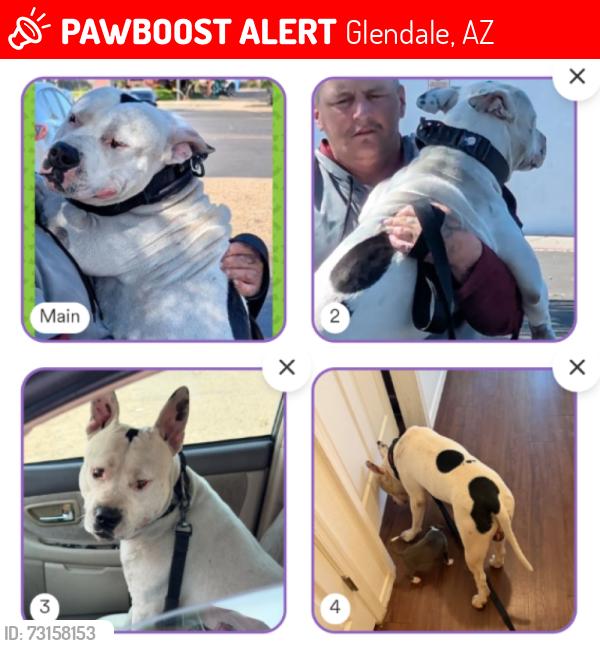 Lost Male Dog last seen Near Ave and Glendale Ave. Glendale, AZ, Glendale, AZ 85301