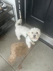 Lost Male Dog last seen Halldale and 60th pl, Los Angeles, CA 90047