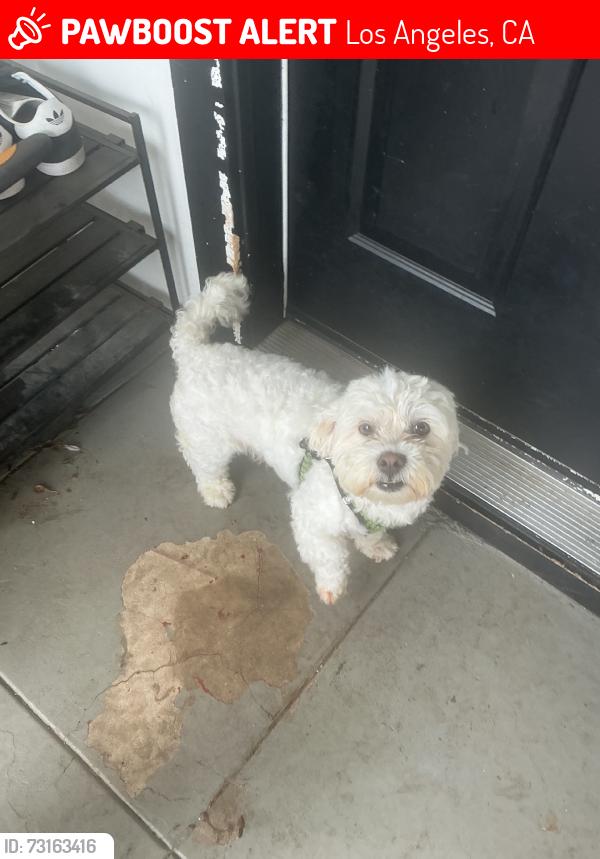 Lost Male Dog last seen Halldale and 60th pl, Los Angeles, CA 90047
