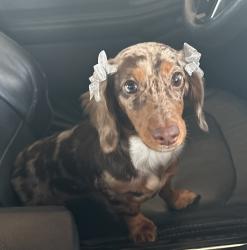 Lost Female Dog last seen E County Highway 30A, Seacrest, FL 32461