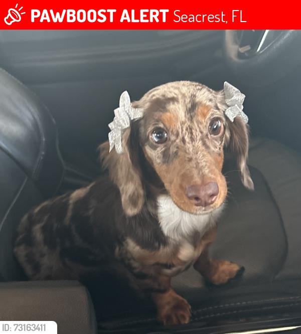Lost Female Dog last seen E County Highway 30A, Seacrest, FL 32461