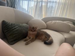 Reunited Male Cat last seen Near Parmenter St., Middleton WI, Middleton, WI 53562