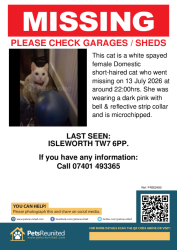 Lost Female Cat last seen St John's Road, Greater London, England TW7 6PP