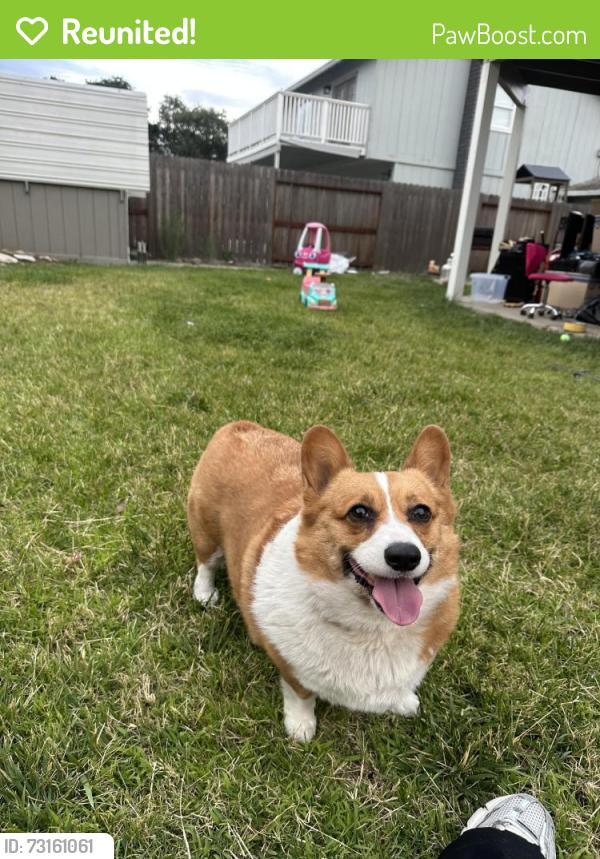 Reunited Female Dog last seen Davis st, Stockton, CA 95209