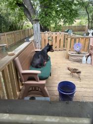 Lost Male Dog last seen Clyde street, Charlotte, NC 28208