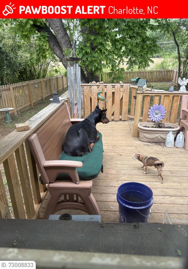 Lost Male Dog last seen Clyde street, Charlotte, NC 28208