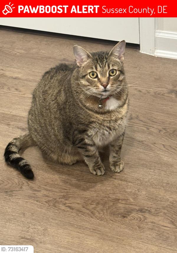 Lost Male Cat last seen Thomas Jefferson Drive, Sussex County, DE 19966