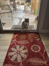 Found/Stray Unknown Cat last seen Center and Fullerton and Kirk, Henderson, NV 89015