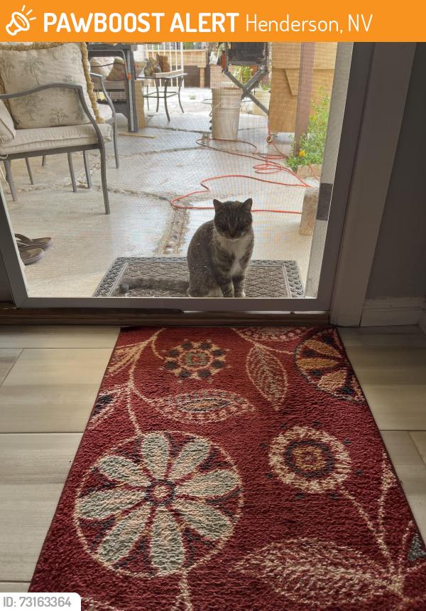 Found/Stray Unknown Cat last seen Center and Fullerton and Kirk, Henderson, NV 89015