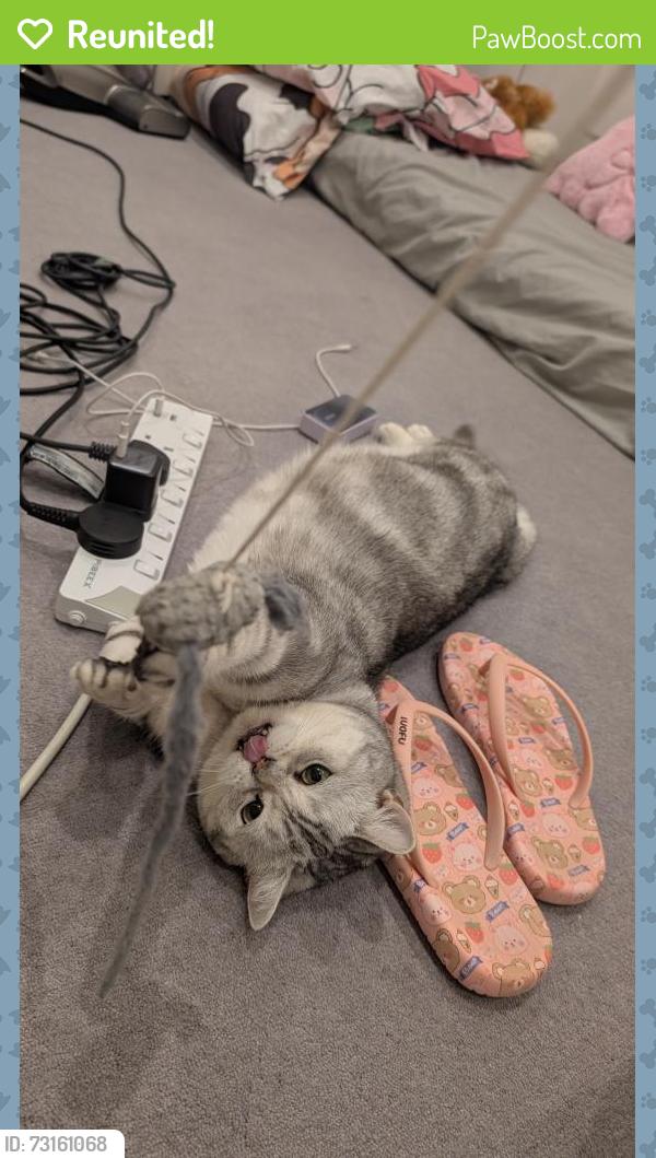 Reunited Male Cat last seen Tesco Express, Greater London, England HA4 0QP