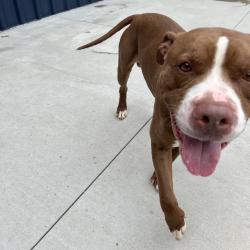 Shelter Stray Male Dog last seen , 21800 Central Ave, Matteson, IL 60443, USA