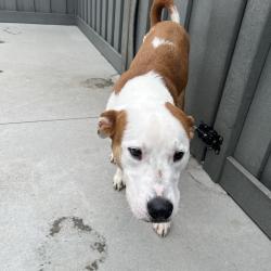 Shelter Stray Male Dog last seen , 21800 Central Ave, Matteson, IL 60443, USA