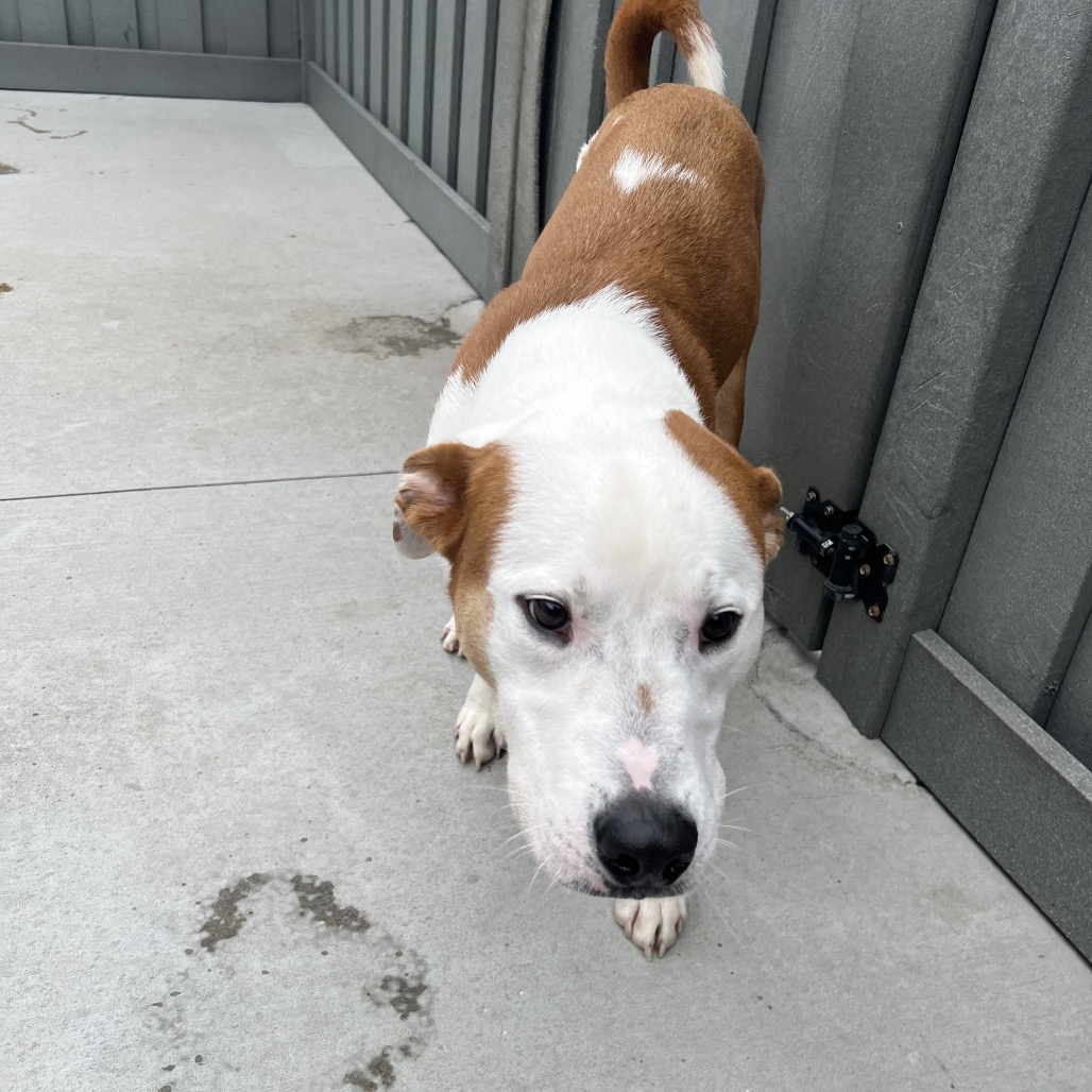 Shelter Stray Male Dog last seen , 21800 Central Ave, Matteson, IL 60443, USA