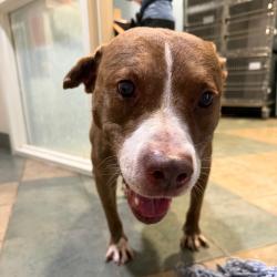 Shelter Stray Male Dog last seen , 4500 N Access Rd, Chattanooga, TN 37415, USA