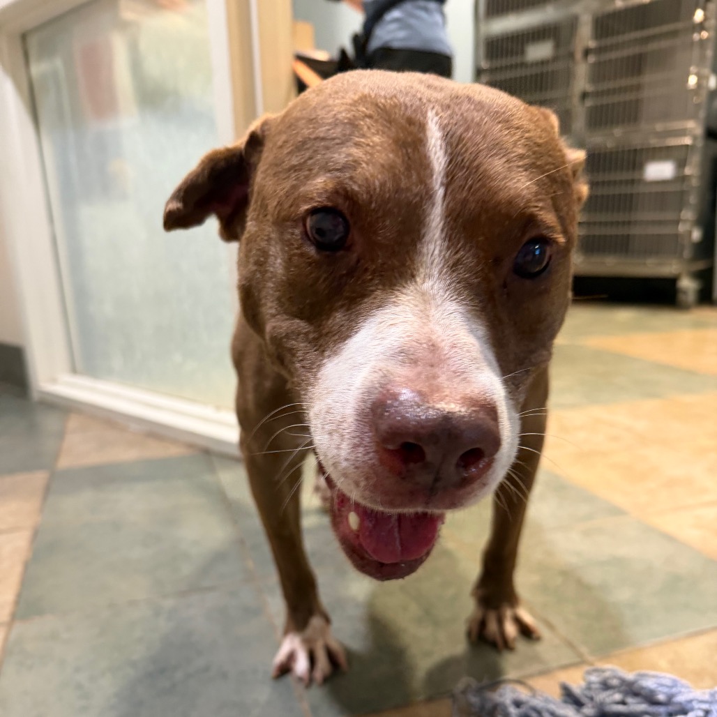 Shelter Stray Male Dog last seen , 4500 N Access Rd, Chattanooga, TN 37415, USA